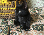 Кошки в Москве: Черный котенок ищет семью Мальчик, 1 руб. - фото 2