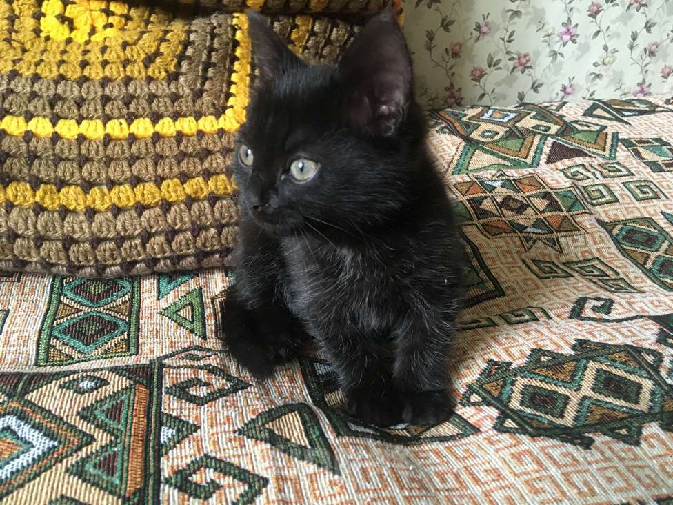 Кошки в Москве: Черный котенок ищет семью Мальчик, 1 руб. - фото 2