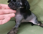 Собаки в Санкт-Петербурге: Крошечная малышка  Девочка, 45 000 руб. - фото 4