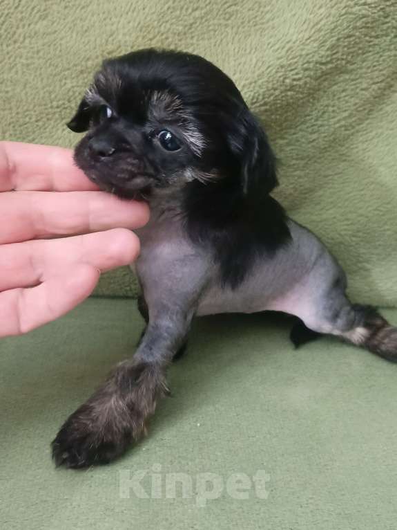 Собаки в Санкт-Петербурге: Крошечная малышка  Девочка, 45 000 руб. - фото 4