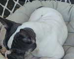 Собаки в Севастополе: Щенок французского бульдога Девочка, 35 000 руб. - фото 6