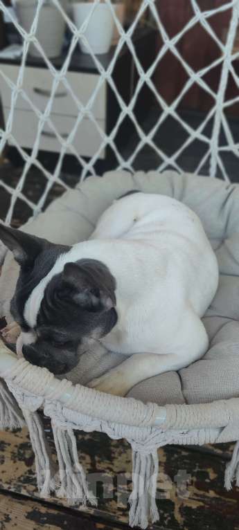 Собаки в Севастополе: Щенок французского бульдога Девочка, 35 000 руб. - фото 6