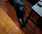 Собаки в Сергиеве Посаде: Отдадим в добрые ручки Девочка, Бесплатно - фото 3