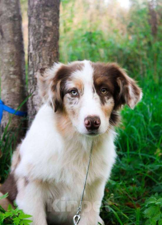 Собаки в Москве: Австралийская овчарка щенки  Мальчик, 75 000 руб. - фото 2