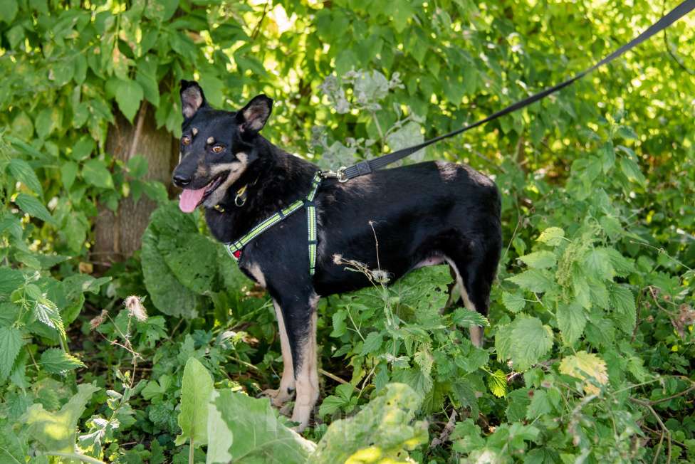 Собаки в Москве: Чуткий и внимательный Фредди Мальчик, Бесплатно - фото 2