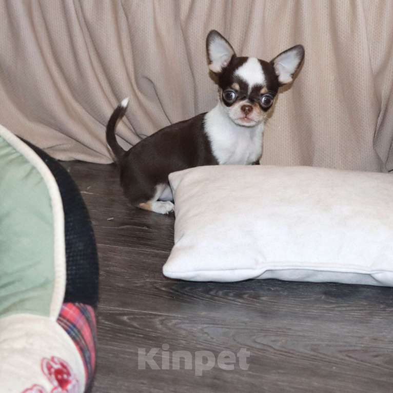 Собаки в Москве: Шоколадка. Девочка чихуахуа Девочка, 65 000 руб. - фото 4