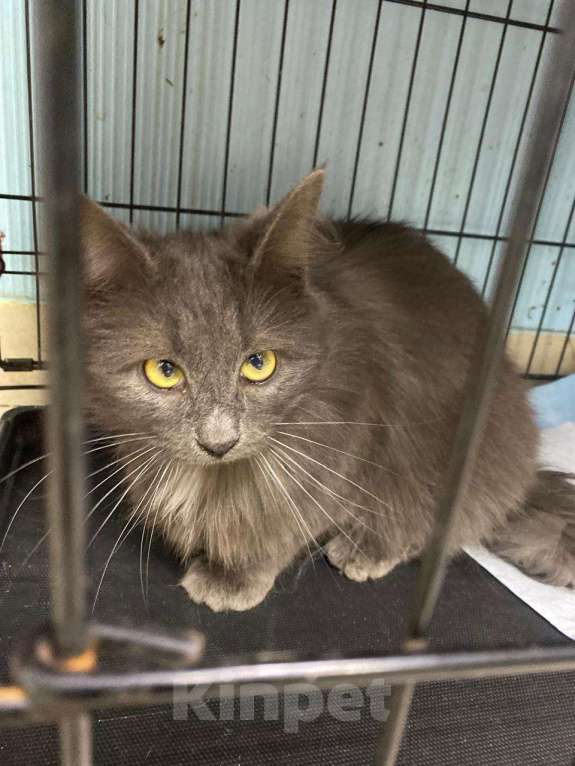 Кошки в Москве: Красавица Мушка ищет дом Девочка, 99 руб. - фото 6