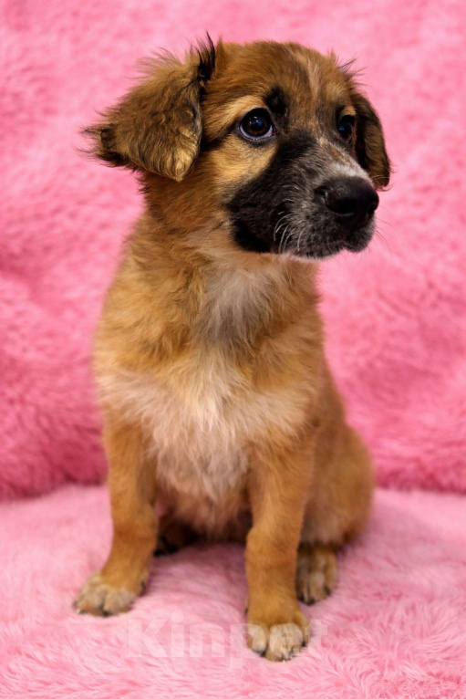 Собаки в Москве: Малышка Мия ищет дом Девочка, Бесплатно - фото 2