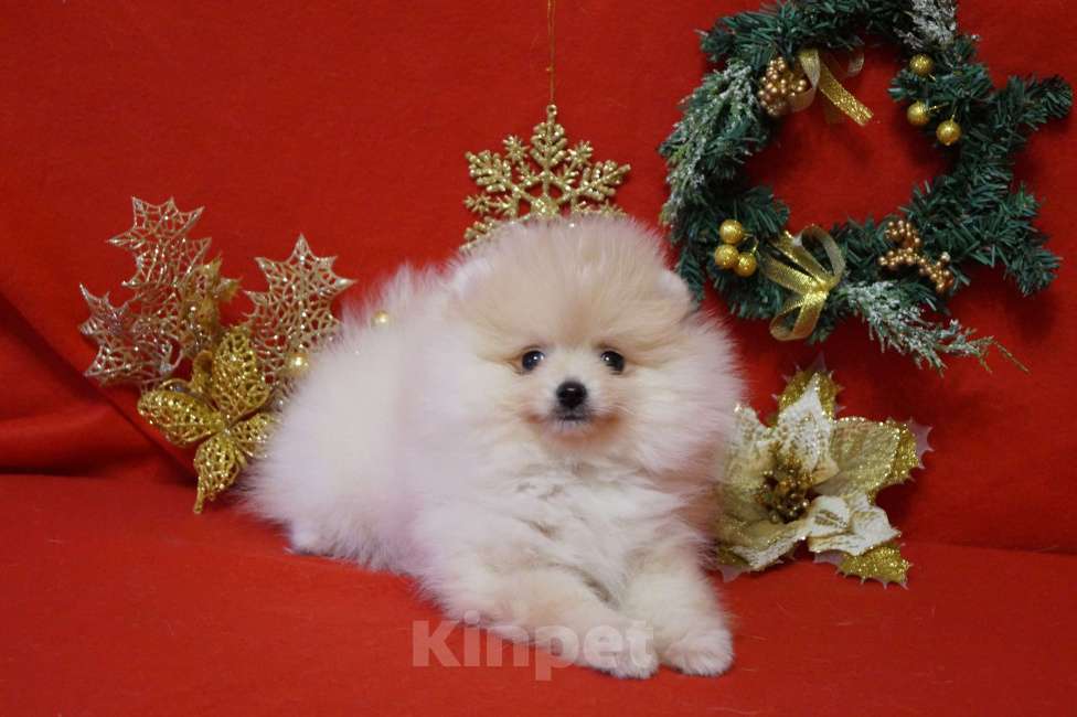 Собаки в Москве: Мальчик померанского шпица Мальчик, 25 000 руб. - фото 3