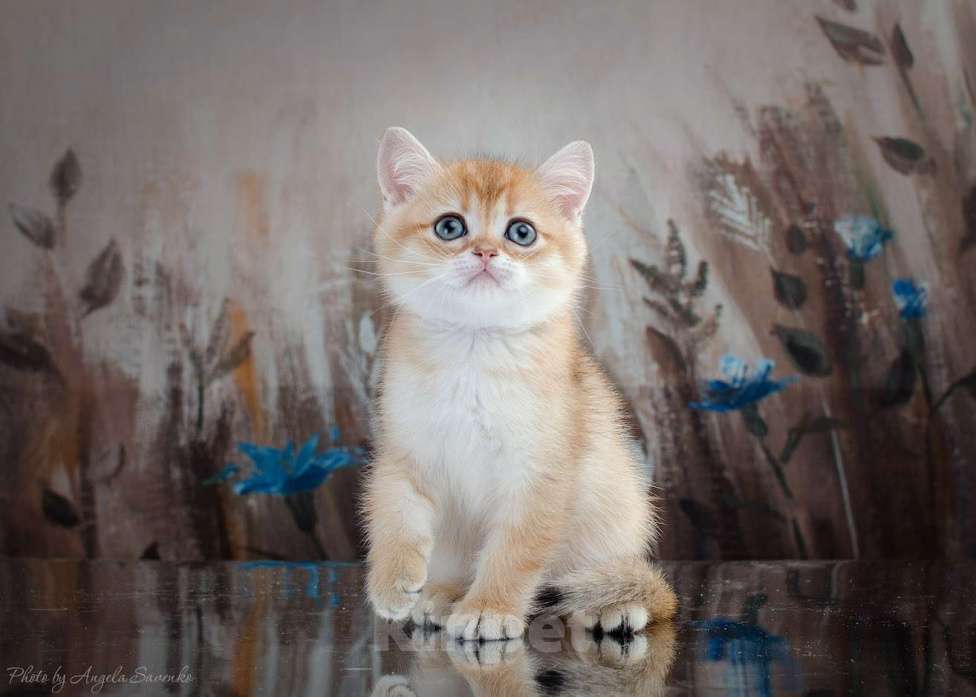 Кошки в Красноярске: Шотландский мальчик,окрас золотая шиншилла Мальчик, 25 000 руб. - фото 1