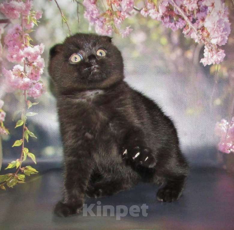 Кошки в Санкт-Петербурге: шотландская кошечка фолд Девочка, 40 000 руб. - фото 3