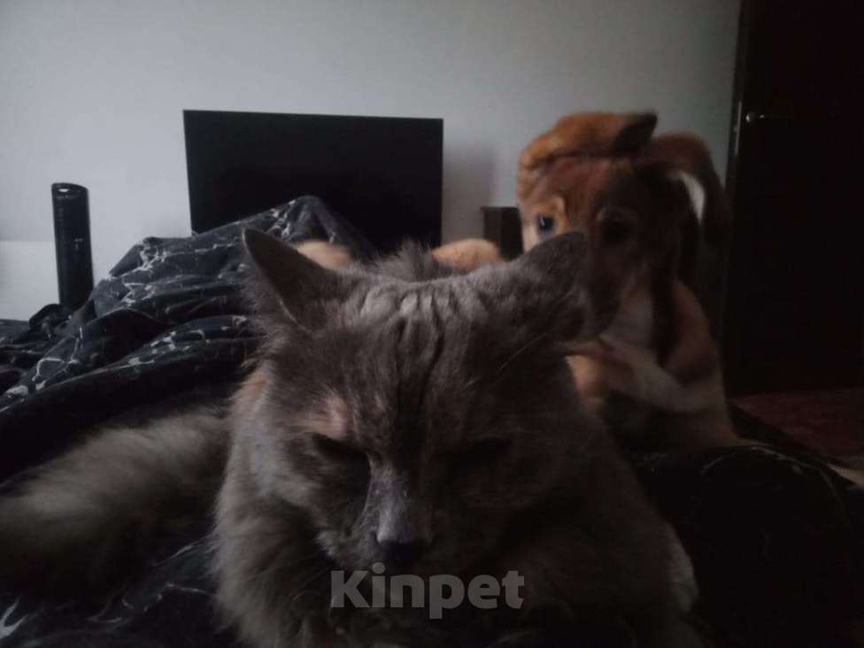 Собаки в Санкт-Петербурге: Щенок в добрые руки  Девочка, Бесплатно - фото 2