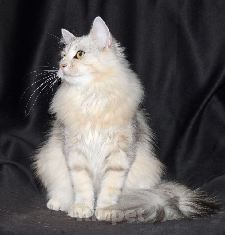 Кошки в Тюмени: Сибирский котёнок Девочка, 15 000 руб. - фото 8