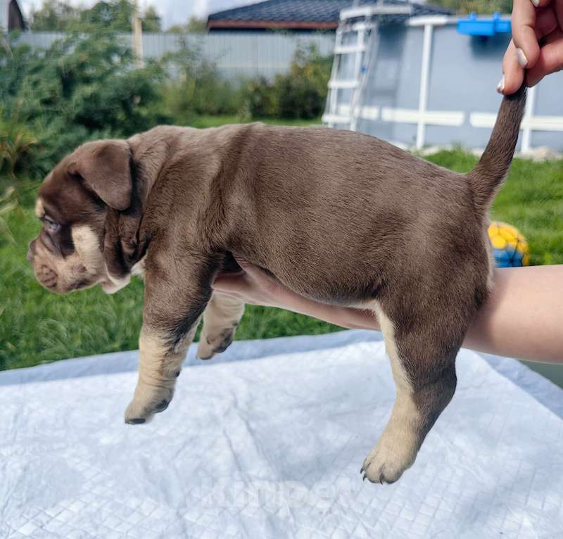Собаки в Александрове: Предлагаются верные компаньоны и друзья щенки американских булли Мальчик, 120 000 руб. - фото 6