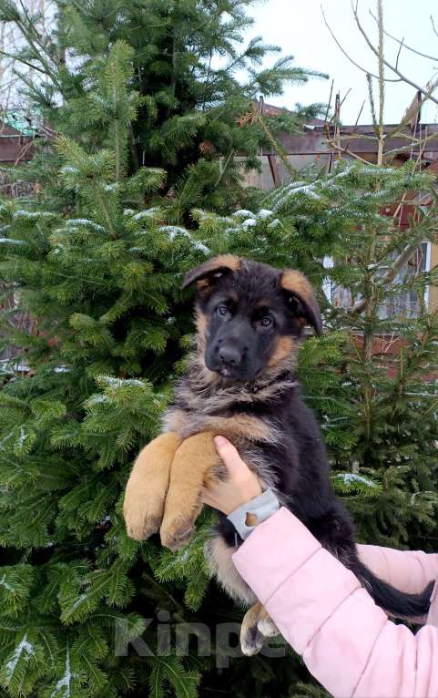 Собаки в Томске: Немецкая овчарка щенок Девочка, 50 000 руб. - фото 2