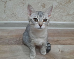 Кошки в Оренбурге: Отдам котят Девочка, Бесплатно - фото 2