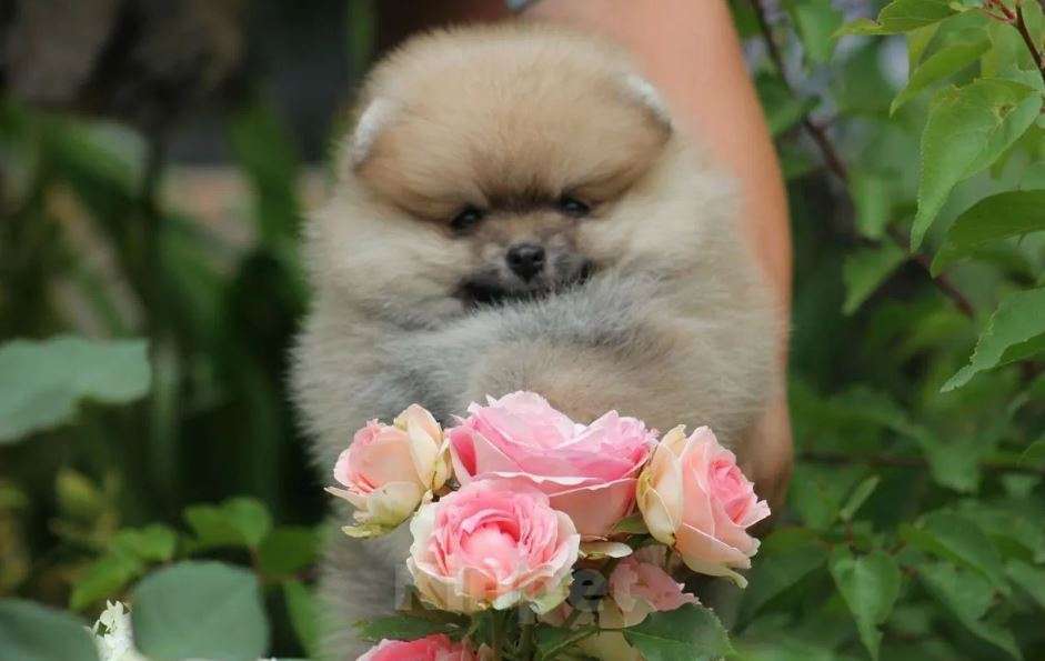 Собаки в Нижнем Новгороде: Померанский шпиц мини Девочка, Бесплатно - фото 2