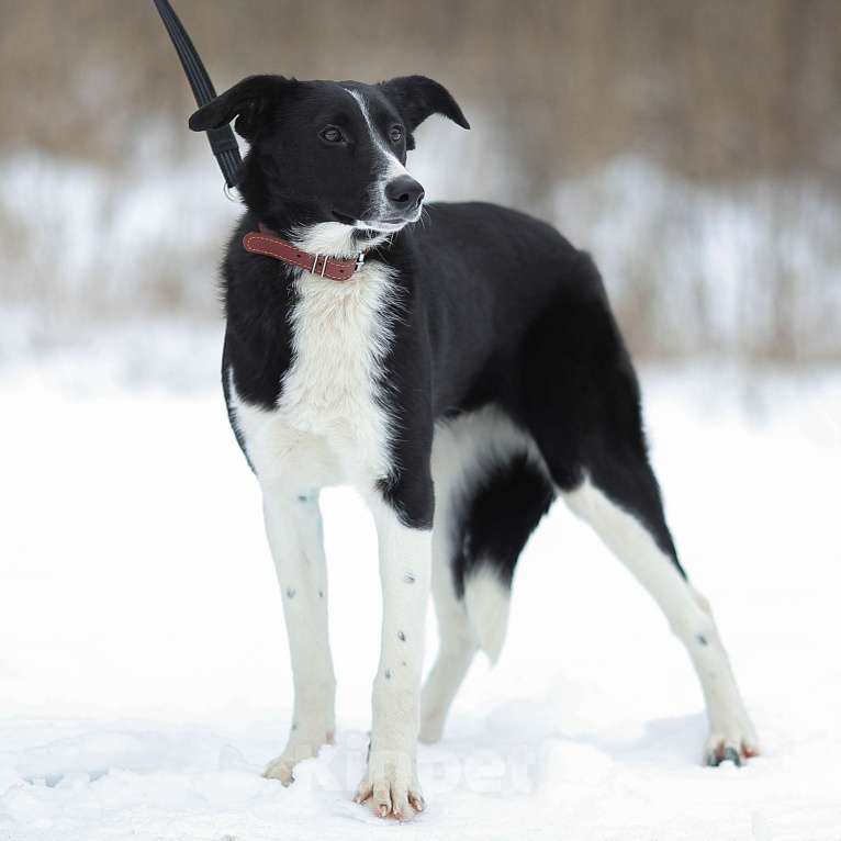 Собаки в Москве: Кнопочка Девочка, Бесплатно - фото 3