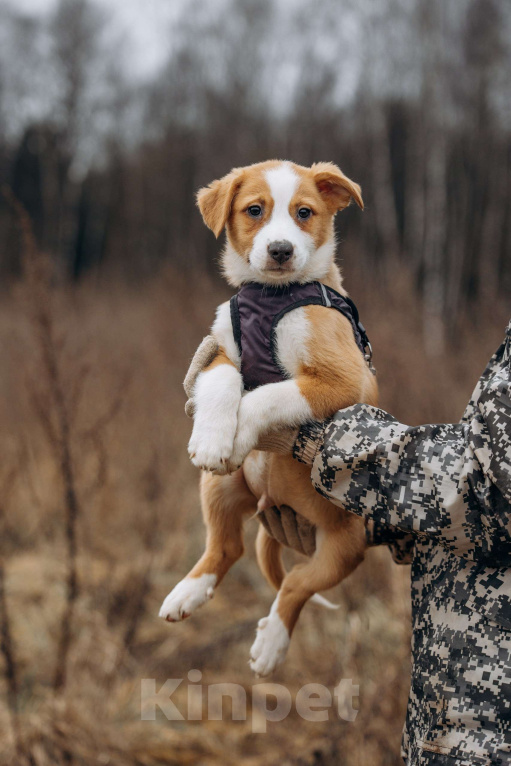 Собаки в Москве: Рыжик ищет дом Мальчик, Бесплатно - фото 7