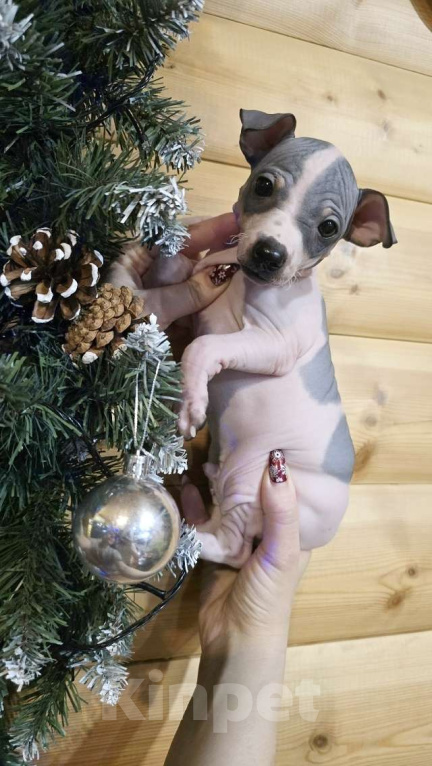 Собаки в Тольятти: Американский голый терьер мальчики Мальчик, 40 000 руб. - фото 3