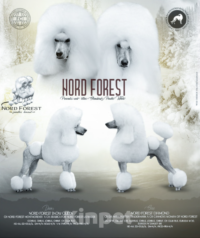 Собаки в других городах Московской области: Стандартный пудель- белый кобель Мальчик, Бесплатно - фото 7