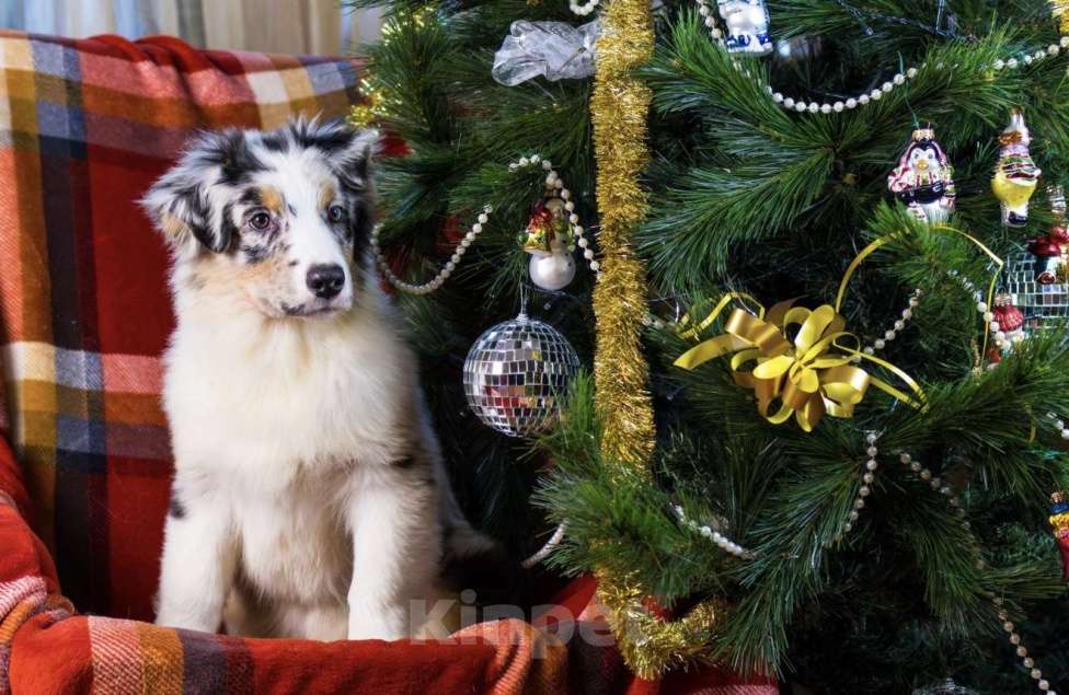 Собаки в Москве: Мальчик аусси щенок Мальчик, 100 000 руб. - фото 3