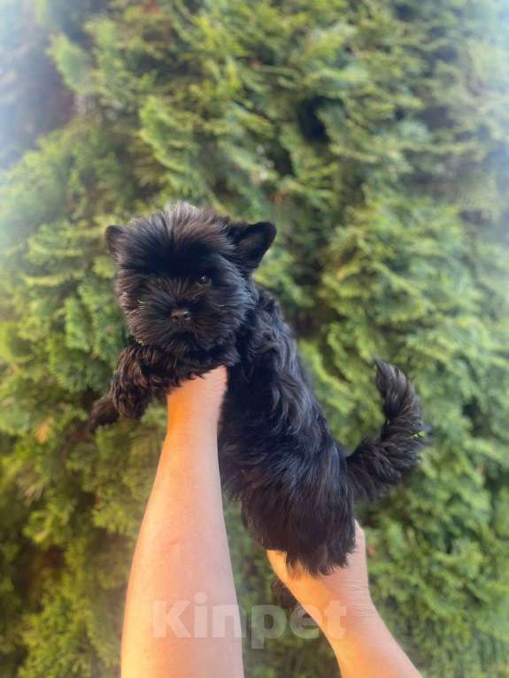 Собаки в Рузе: Йоркширский терьер  Мальчик, 50 000 руб. - фото 2