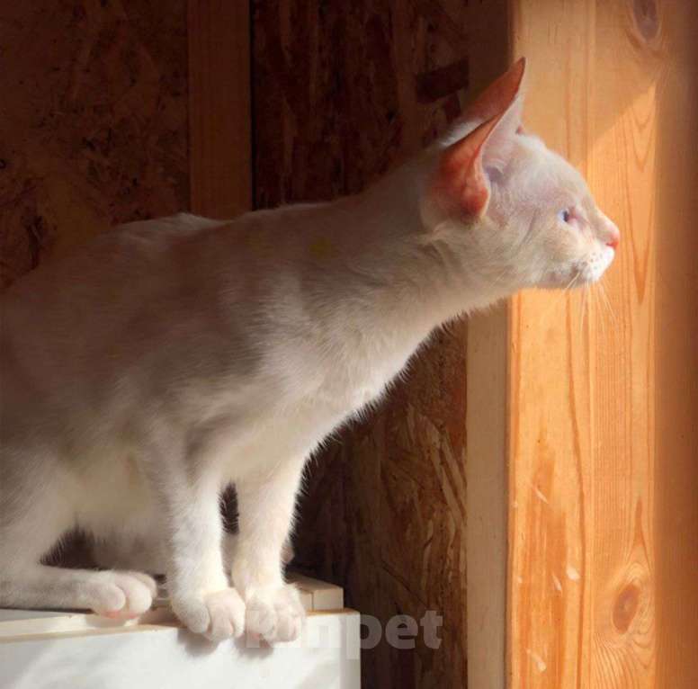 Кошки в Москве: Голубоглазая малютка Чекунда мечтает стать домашней Девочка, Бесплатно - фото 3