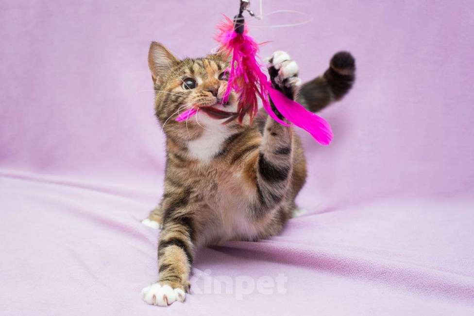 Кошки в Москве: Кшечка-бенгал в добрые руки Девочка, Бесплатно - фото 3