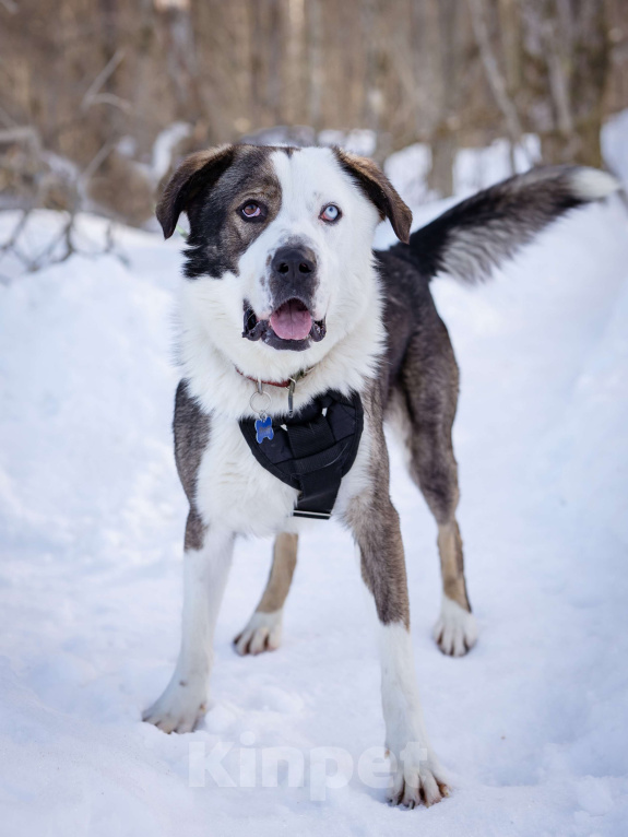 Собаки в Москве: Красавчик и добряк в поисках дома Мальчик, Бесплатно - фото 7