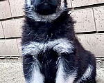 Собаки в других городах Краснодарского края: Щенок Восточноевропейской овчарки Девочка, 60 000 руб. - фото 1
