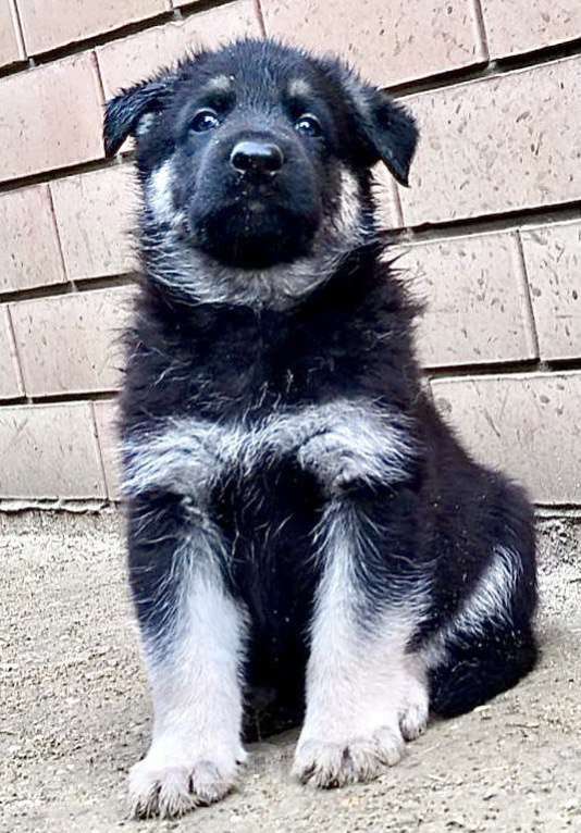 Собаки в других городах Краснодарского края: Щенок Восточноевропейской овчарки Девочка, 60 000 руб. - фото 1