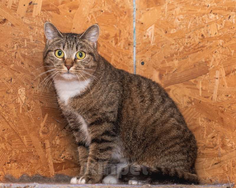 Кошки в Москве: Ласковая кошка с золотыми глазами в добрые руки Девочка, 1 руб. - фото 7