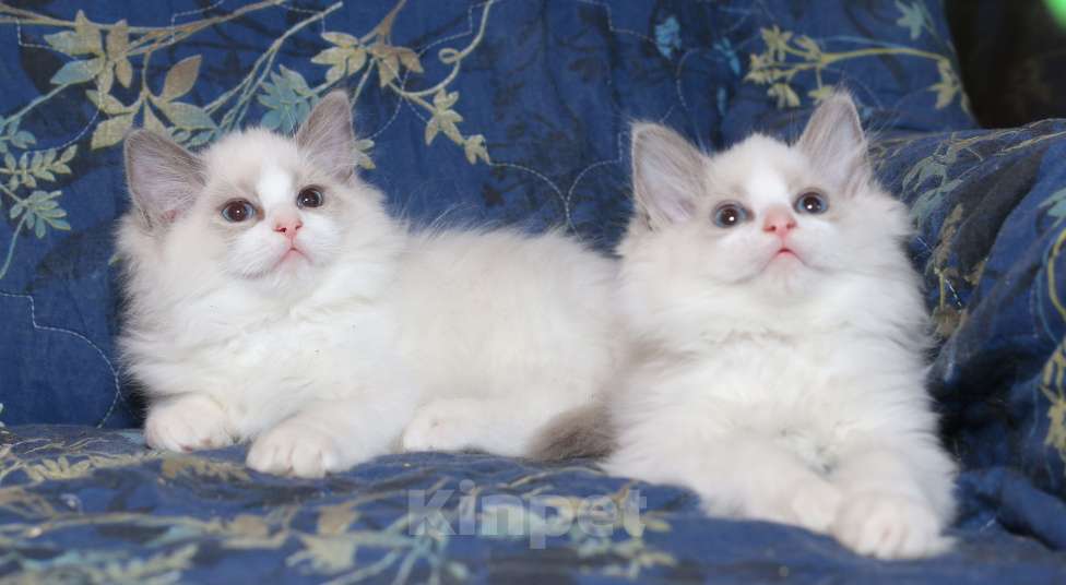 Кошки в Санкт-Петербурге: Рэгдолл Мальчик, 50 000 руб. - фото 5