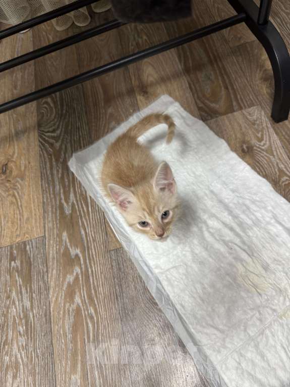 Кошки в Омске: Продам мейн-куна мальчика Мальчик, 2 000 руб. - фото 6