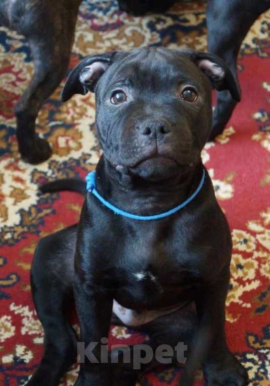 Собаки в Москве: Английский Стаффордширский Бультерьер Разнополые, 60 000 руб. - фото 3