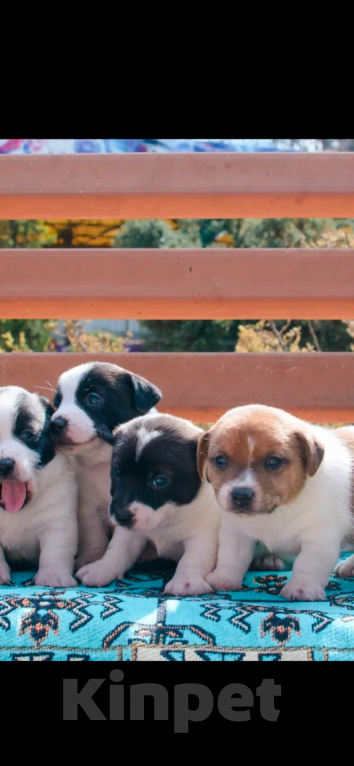 Собаки в Симферополе: Джеки Мальчик, 15 000 руб. - фото 2