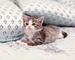 Кошки в Москве: Очаровательный котенок Милаш в добрые руки Мальчик, 1 руб. - фото 4