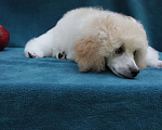 Собаки в Москве: Щенок миниатюрного пуделя арлекина  Мальчик, 100 000 руб. - фото 3