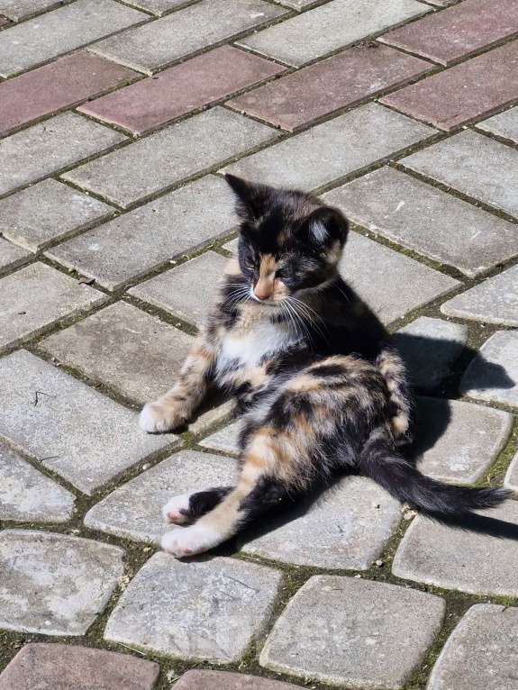 Кошки в других городах Ленинградской области: Черничка Девочка, Бесплатно - фото 2