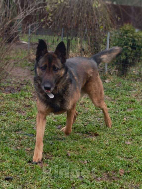 Собаки в Москве: Статный пёс Барди в поисках семьи Мальчик, Бесплатно - фото 2