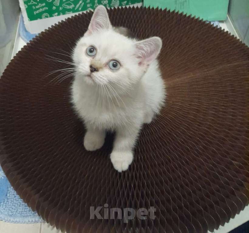 Кошки в Саратове: Шотландский короткошёрстный прямоухий котик, мальчик, 2 месяца Мальчик, 3 000 руб. - фото 1