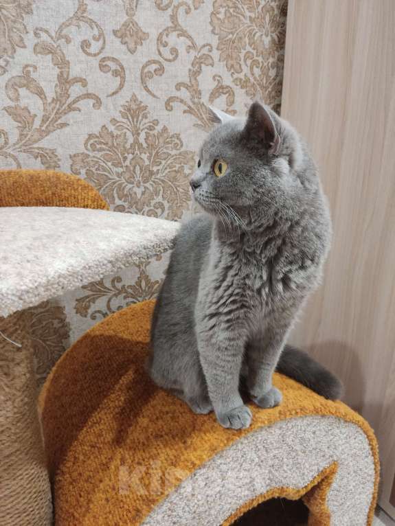 Кошки в Ростове-на-Дону: Отдам в добрые руки кошку  Девочка, 1 руб. - фото 2