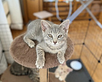 Кошки в Москве: Котенок в добрые руки Девочка, Бесплатно - фото 5