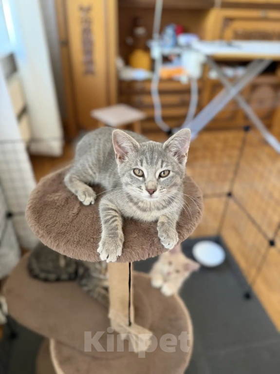 Кошки в Москве: Котенок в добрые руки Девочка, Бесплатно - фото 5