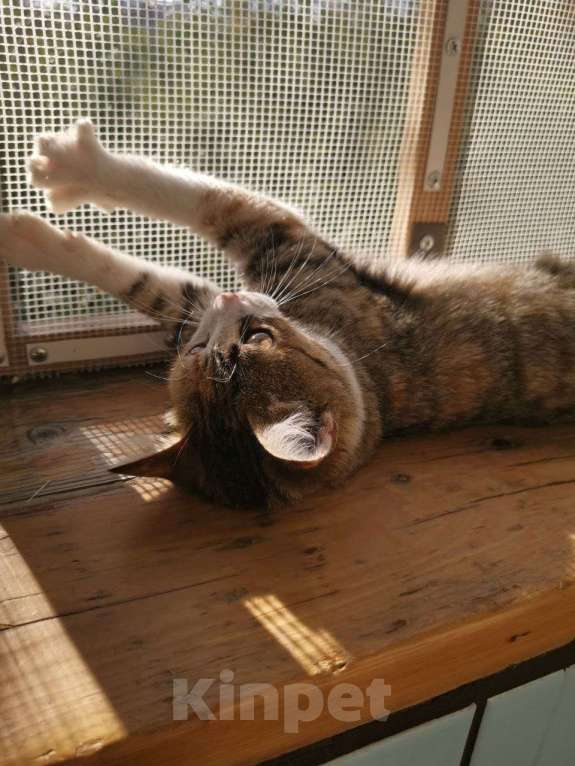 Кошки в Санкт-Петербурге: Малышка Аврора ищет дом Девочка, Бесплатно - фото 2