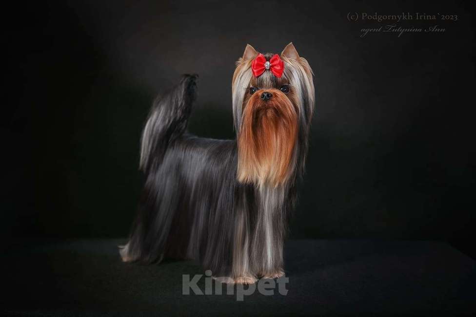 Собаки в Москве: Йорк мальчик Мальчик, Бесплатно - фото 6