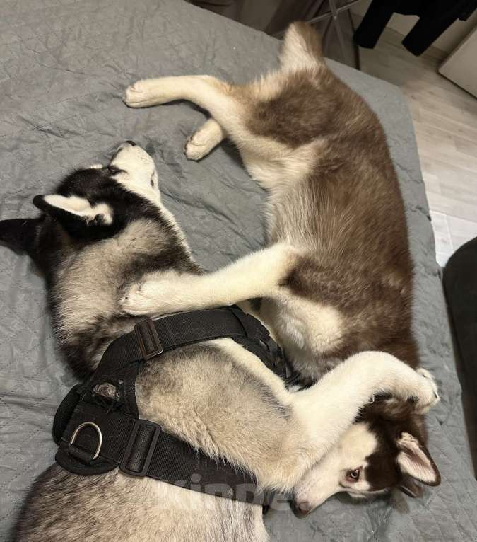 Собаки в Москве: Продаю сибирскую хаски девочка 9 месяцев Девочка, 19 900 руб. - фото 10