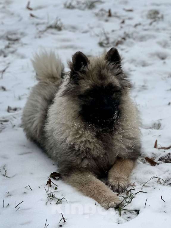 Собаки в Москве: Джоув Божественный Из Воронцовского Дворца  Мальчик, 50 000 руб. - фото 2