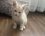 Кошки в Москве: Котенок в добрые руки Мальчик, Бесплатно - фото 1